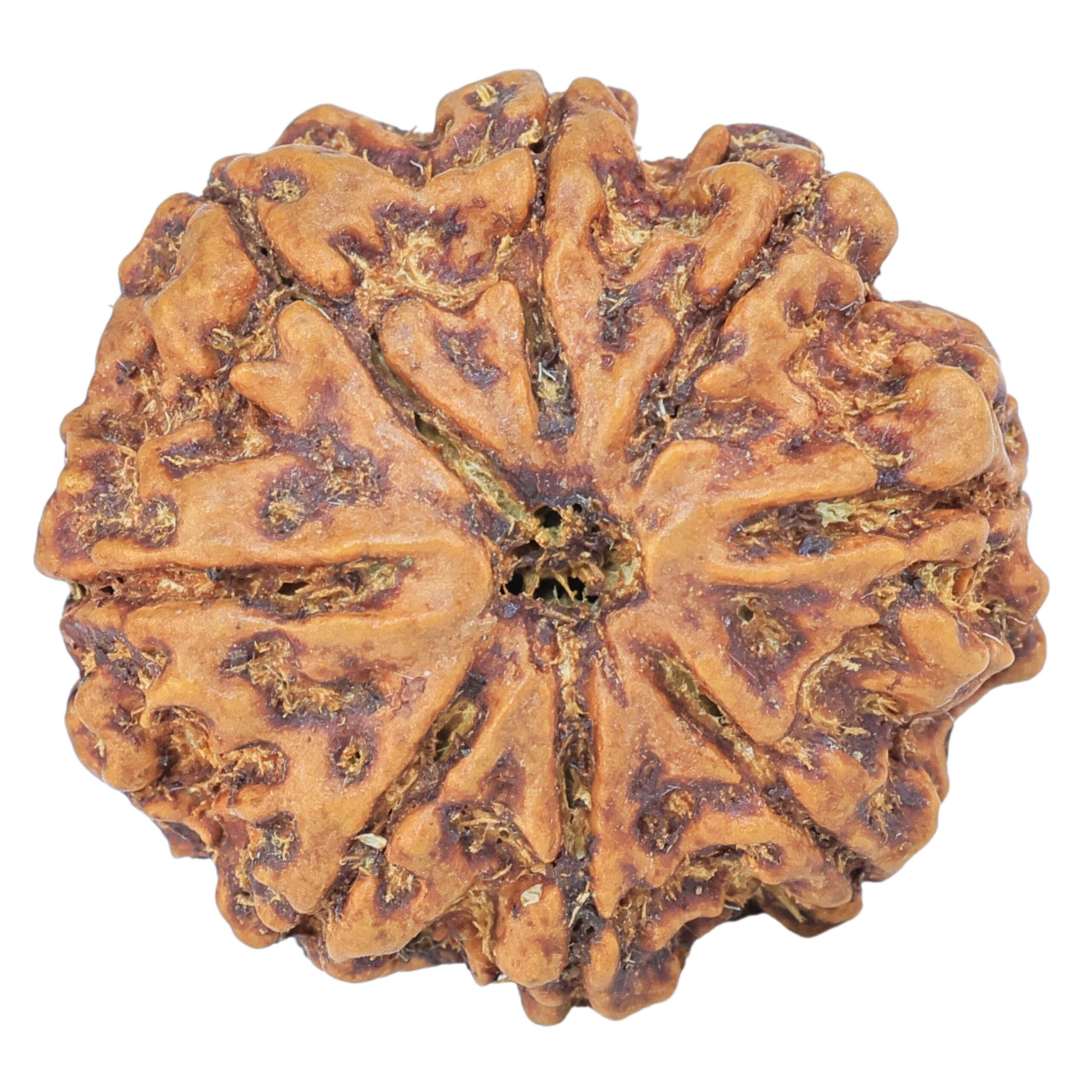 8 Mukhi Rudraksha 25.7mm 5.54gm - Rudraksha