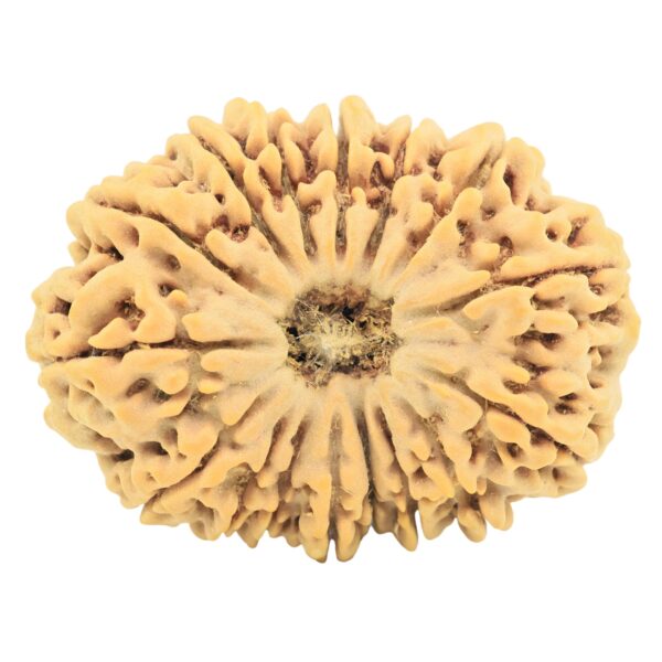 16 Mukhi Rudraksha 35.7mm 9.17gm - Rudraksha