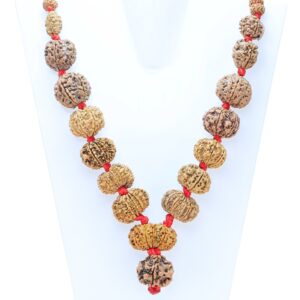 1 to 14 Mukhi Rudraksha Mala ( Siddha Mala ) 31.4520 - Rudraksha Zoom Image