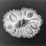 14 Mukhi Rudraksha 22.7mm 2.58gm - Xray