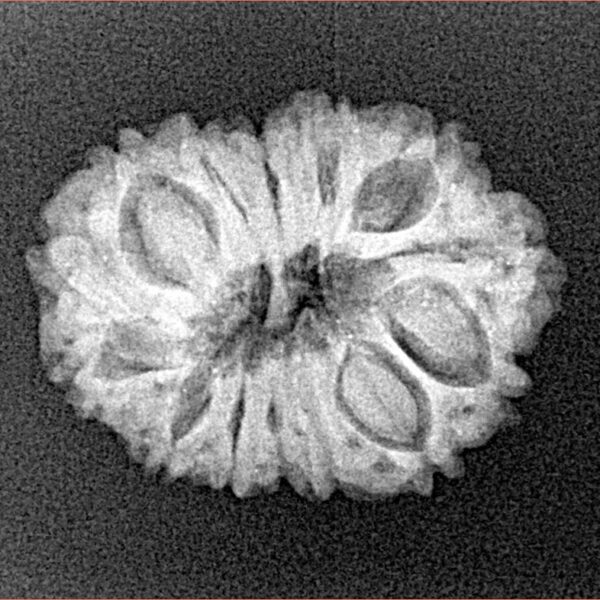 14 Mukhi Rudraksha 22.7mm 2.58gm - Xray