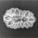 16 Mukhi Rudraksha 22.6mm 1.71gm - Xray