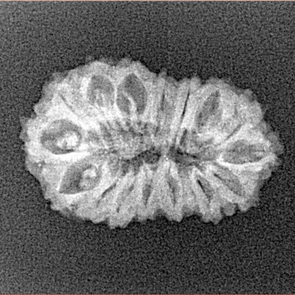 16 Mukhi Rudraksha 22.6mm 1.71gm - Xray