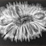 18 Mukhi Rudraksha 31.3mm 4.35gm - Origin: Nepal - Xray