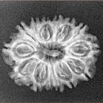 14 Mukhi Rudraksha 24mm 2.24gm - Xray
