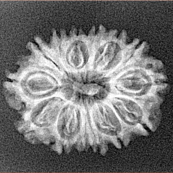 14 Mukhi Rudraksha 24mm 2.24gm - Xray