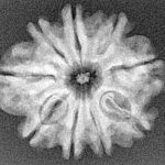 9 Mukhi Rudraksha 26.5mm 4.46gm - Xray