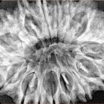 17 Mukhi Rudraksha 34mm 6.55gm - Xray