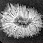 16 Mukhi Rudraksha 25.1mm 3.3gm - Xray