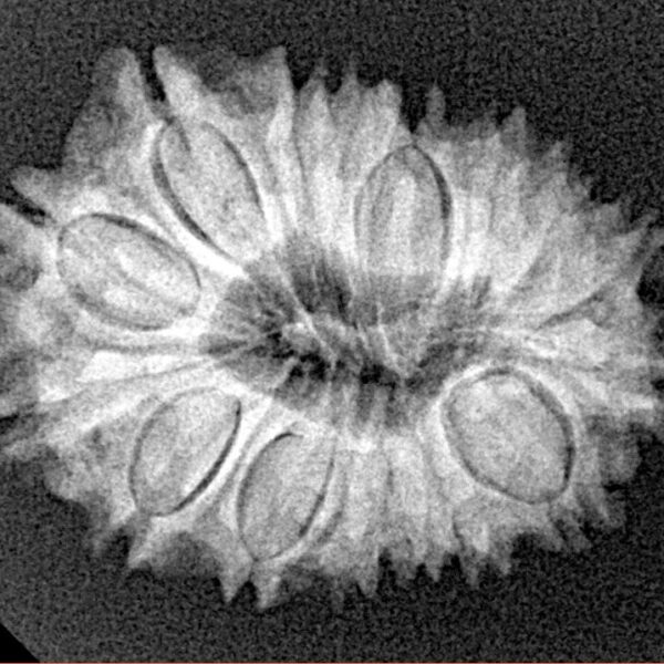 16 Mukhi Rudraksha 25.1mm 3.3gm - Xray
