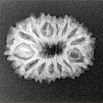 14 Mukhi Rudraksha 22.9mm 2.55gm - Xray