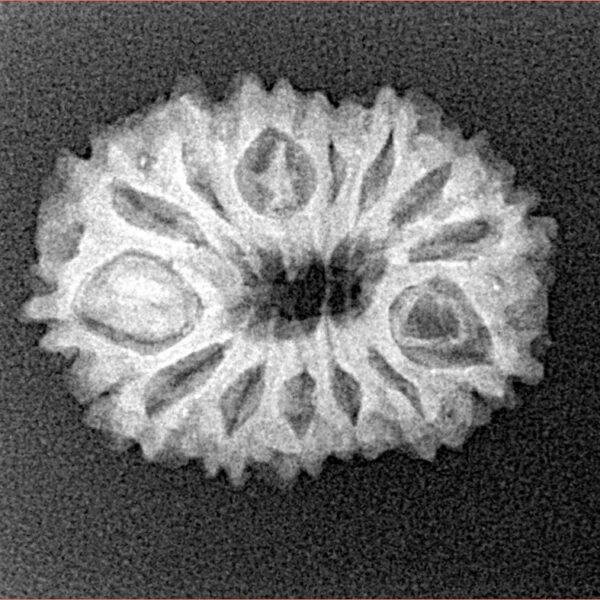 14 Mukhi Rudraksha 22.9mm 2.55gm - Xray