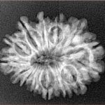 14 Mukhi Rudraksha 25.6mm 3gm - Xray