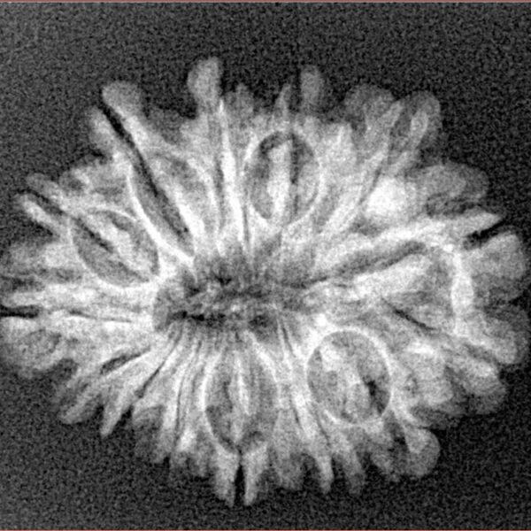 14 Mukhi Rudraksha 25.6mm 3gm - Xray