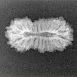 23 Mukhi Rudraksha 23mm 1.58gm - Xray