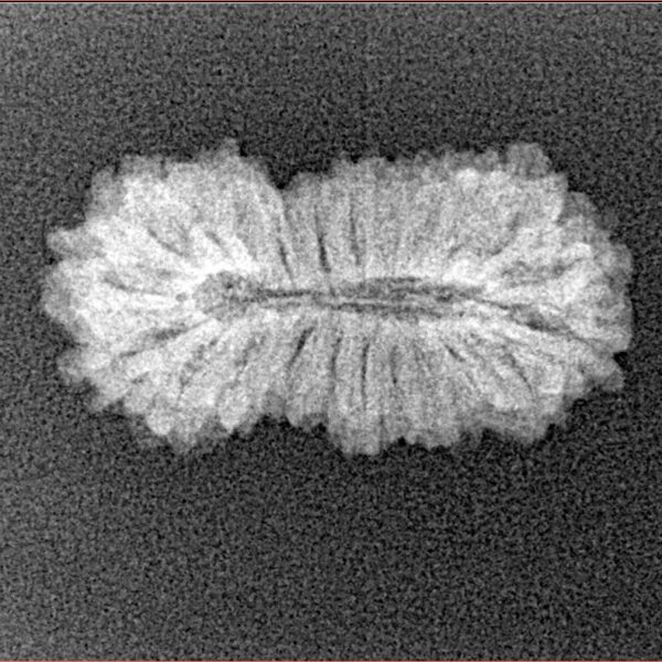 23 Mukhi Rudraksha 23mm 1.58gm - Xray
