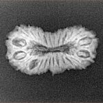 24 Mukhi Rudraksha 23.5mm 1.8gm - Xray