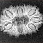 16 Mukhi Rudraksha 27.1mm 3.72gm - Xray