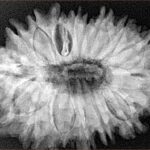 16 Mukhi Rudraksha 33mm 7.27gm - Xray