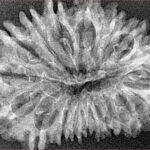18 Mukhi Rudraksha 33.4mm 3.52gm - Origin: Nepal - Xray