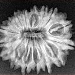 16 Mukhi Rudraksha 25.5mm 3.72gm - Xray
