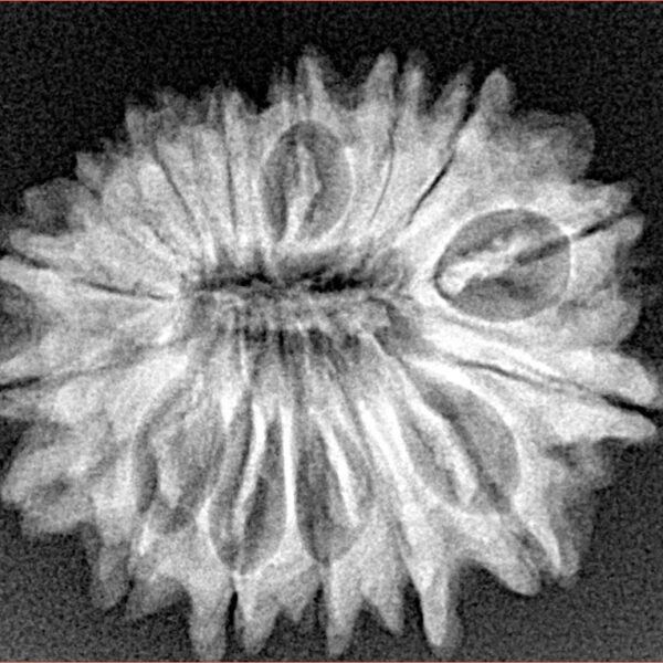 16 Mukhi Rudraksha 25.5mm 3.72gm - Xray