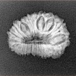 20 Mukhi Rudraksha 21.1mm 2gm - Xray