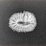 20 Mukhi Rudraksha 15.9mm 1gm - Xray