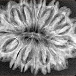 16 Mukhi Rudraksha 31.6mm 4.78gm - Xray