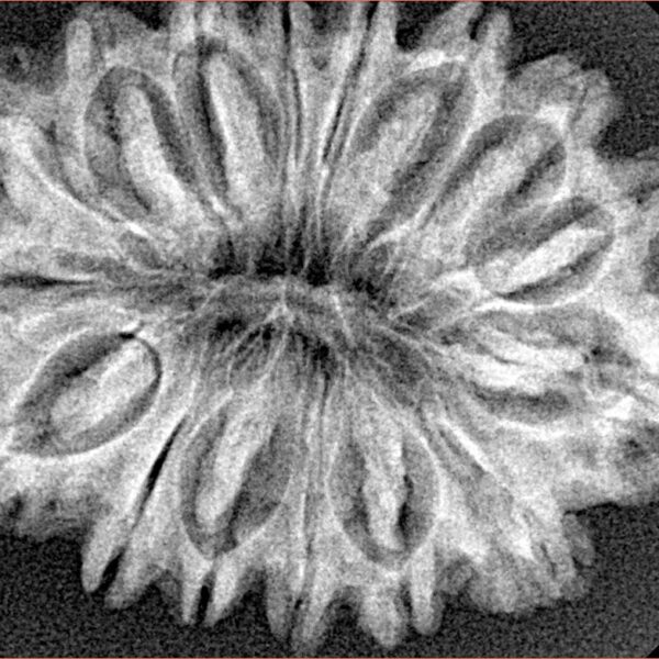 16 Mukhi Rudraksha 31.6mm 4.78gm - Xray