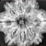 8 Mukhi Rudraksha 29.7mm 7.23gm - Xray