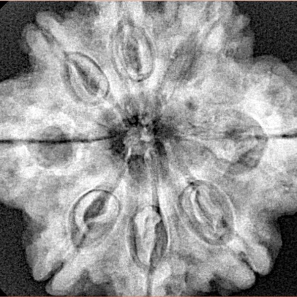 8 Mukhi Rudraksha 29.7mm 7.23gm - Xray