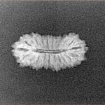 21 Mukhi Rudraksha 18.8mm 0.8gm - Xray