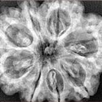 8 Mukhi Rudraksha 32.3mm 7.5gm - Xray
