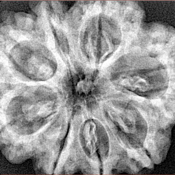 8 Mukhi Rudraksha 32.3mm 7.5gm - Xray