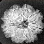 8 Mukhi Rudraksha 24.6mm 5.14gm - Xray