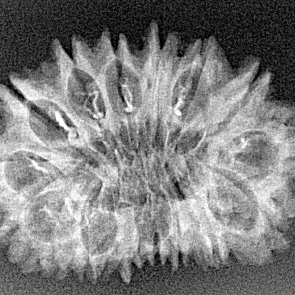 16 Mukhi Rudraksha 29.6mm 3.22gm - Xray