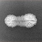 30 Mukhi Rudraksha 21.1mm 0.73gm - Xray