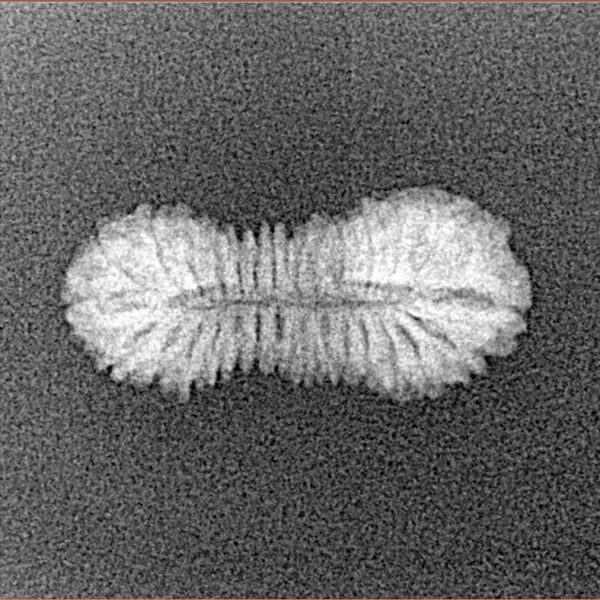 30 Mukhi Rudraksha 21.1mm 0.73gm - Xray