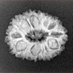 14 Mukhi Rudraksha 21.9mm 2.56gm - Xray