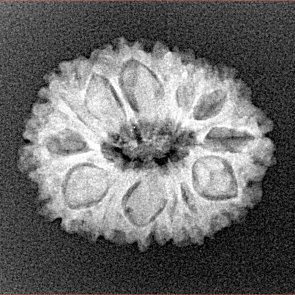 14 Mukhi Rudraksha 21.9mm 2.56gm - Xray