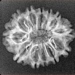 11 Mukhi Rudraksha 24.5mm 3.11gm - Xray