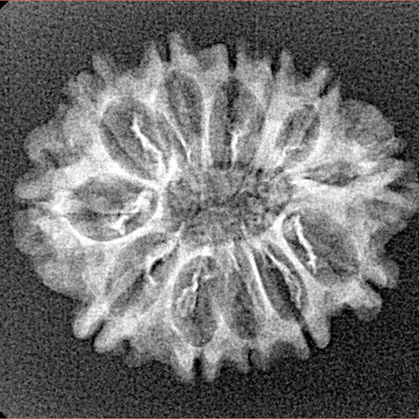 11 Mukhi Rudraksha 24.5mm 3.11gm - Xray