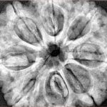 8 Mukhi Rudraksha 32.4mm 8.68gm - Xray