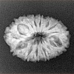 14 Mukhi Rudraksha 22.8mm 2.48gm - Xray