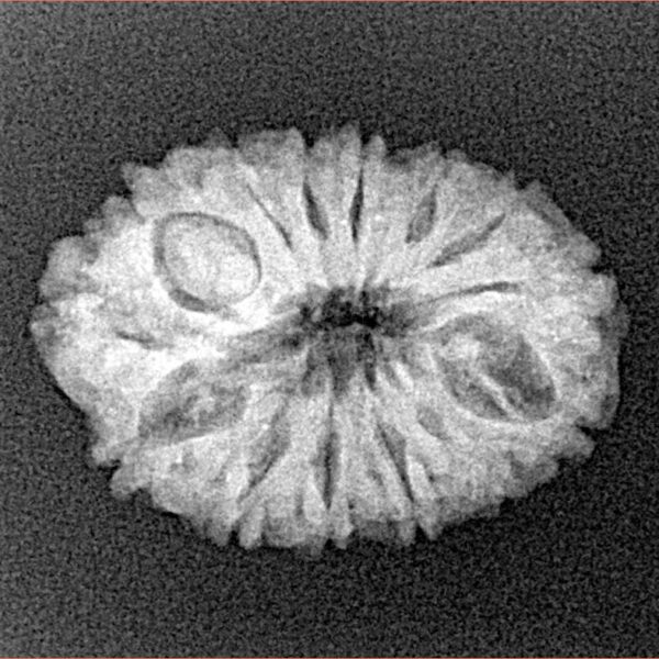 14 Mukhi Rudraksha 22.8mm 2.48gm - Xray