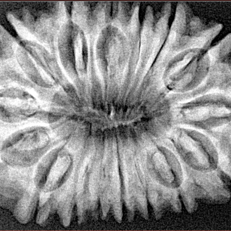 16 Mukhi Rudraksha 34.3mm 6.42gm - Xray