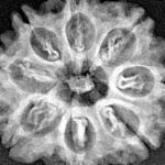8 Mukhi Rudraksha 24.1mm 3.59gm - Xray