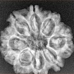 8 Mukhi Rudraksha 25.1mm 4.22gm - Xray