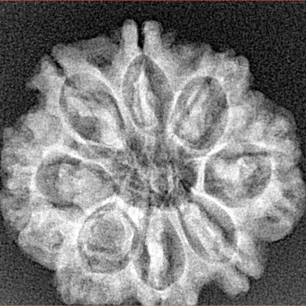 8 Mukhi Rudraksha 25.1mm 4.22gm - Xray